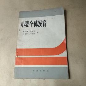 小麦个体发育