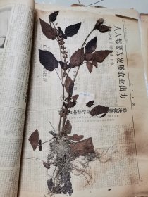 植物标本，无标本台纸.50327-110