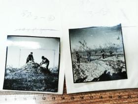 1964砀山老照片两种：社员从沤肥堆里取肥为春耕做准备、男女社员在林田混种的田里播种（211127）