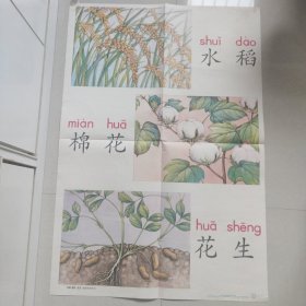 水稻棉花花生二开挂图