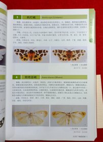 北京灯下蛾类图谱