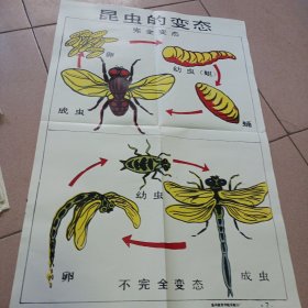 昆虫的变态示意图
