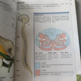 人体：人体结构、功能与疾病图解