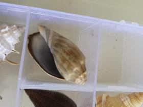 天然海螺11种