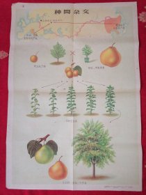 米丘林育种法挂图：1960年上海教育出版社出版T。