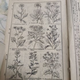 大植物图鉴（民国时期的 日文版 罕见 看描述）