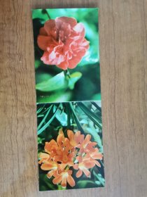 1974年折叠年历卡年历片花卉君子兰