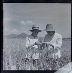 1965年安徽省农业展览馆富士黑白底片，皖南长江流域的戴礼帽农民在观测到种选稻种