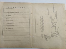 山西医科大学教授 张文忠（1918-1993），民国26年、27年，手稿两份。【中国昆虫学会理事、中国显微与亚显微形态科学会理事、全国高等医学院校教材《人体寄生虫学》第一版编审组委员等】