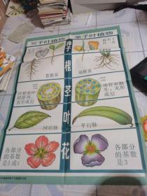 初级中学课本植物学教学挂图：绿色开花植物的分类--双子叶植物和单子叶植物的区别、白菜（十字花科）苹果（蔷薇科）、棉花（棉葵科）、大豆（豆科）、向日葵（菊科）、番茄（茄科）、黄瓜（葫芦科）、柑桔（芸香科）、小麦（禾本科）、百合（百合科）全套11张合售，
