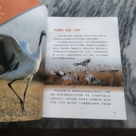 自然观察: 我的湿地鸟类朋友