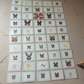 蝴蝶标本一大张50种