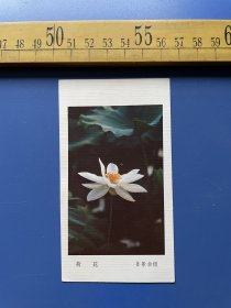 （满100包邮）1983年年历卡，荷花，姜景余摄，人民美术出版社出版