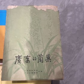 广东的兰蕙