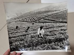 大幅黑白老照片：建设和发展中的江西老区（20张全）