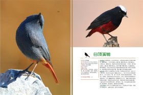 鸟类图鉴精装彩图版
