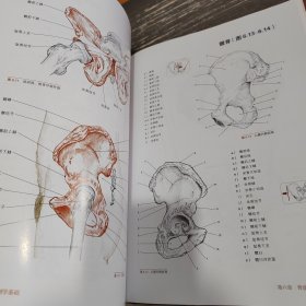 推拿按摩的解剖学基础（第4版）