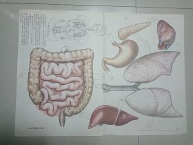人体的内部器官 挂图