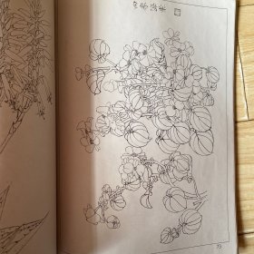 白描花卉写生