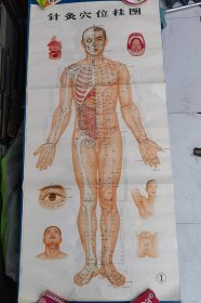 针灸穴位挂图 520*1092毫米 1971年4月一版一印 3张一套