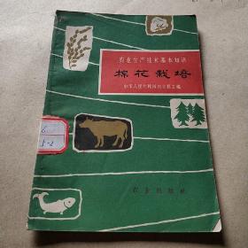 棉花栽培