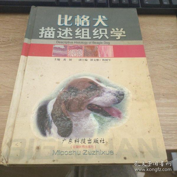 比格犬描述组织学