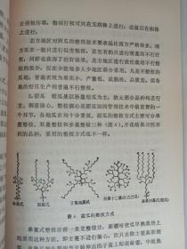 西瓜甜瓜栽培 私藏品如图看图看描述