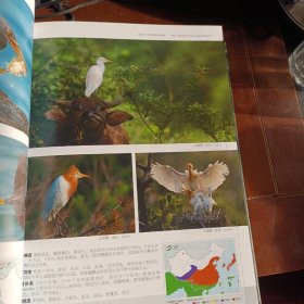 中国鸟类图志（下卷）：雀形目