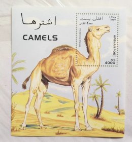 保真 单枚阿富汗邮政 1997年老票 沙漠动物 骆驼单峰骆驼邮票 小型张 全新收藏 非洲邮票 喜欢外国邮票的朋友不要错过哦，欢迎来我店铺做客聊天，不定期更新中记得关注我