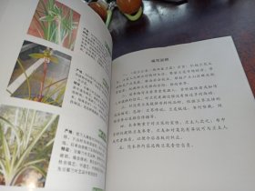 国兰汇集 （西部春花篇 兰花名品档案系列科普书籍 珍藏版）