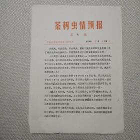 茶树虫情预报第七期