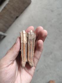 老化石，牙齿化石