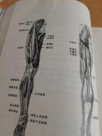 运动解剖学