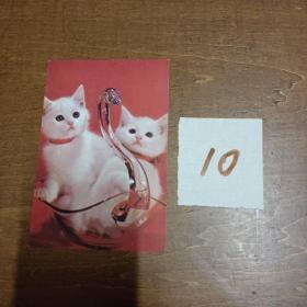 明信片：猫（1张）