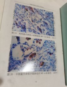 成都中医药大学2000级研究生论文-丹参对实验性肺纤维化形成的影响