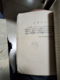 秋海棠