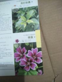 观花植物1000种经典图鉴+观叶观果植物1000种经典图鉴（超值白金版）(共2册合售)