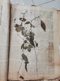植物标本，无标本台纸.50327-111