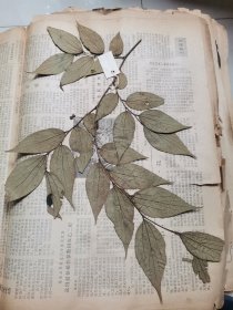 植物标本，无标本台纸.2150527-107