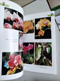 兰花：野外生境 栽培实例 鉴赏