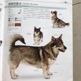 DK 世界名犬驯养百科