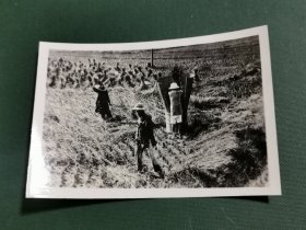 香港五十年代新界农民收麦子老照片