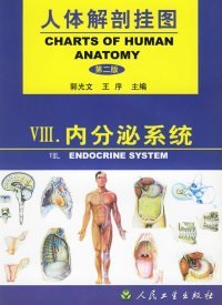 人体解剖挂图:内分泌系统