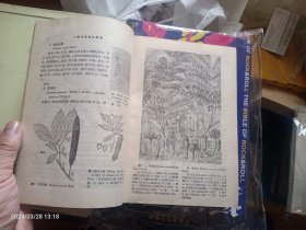 中国主要植物图说 豆科