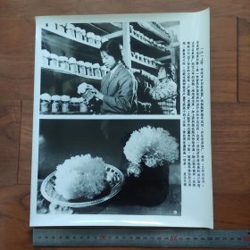超大尺寸：1981年，福建古田县真菌厂，试验瓶种银耳成功
