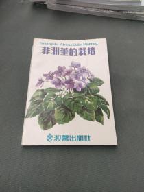 非洲堇的栽培