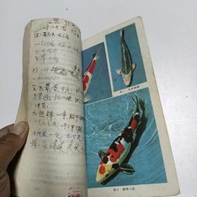 金鱼锦鲤热带鱼