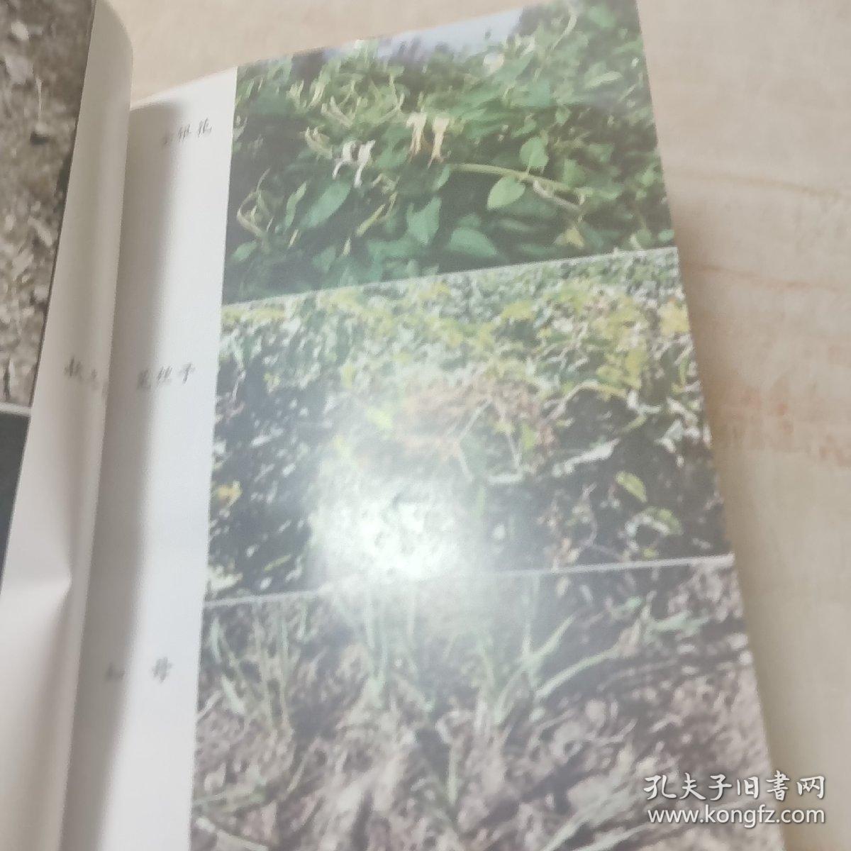 点击查看原图 常用中药种植技术