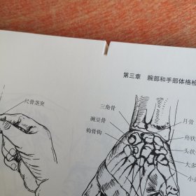 脊柱和四肢体格检查