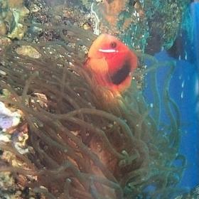 the great barricr reef 精装本